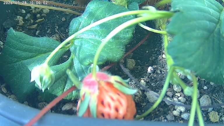 user10_20260328_100006_7a0125_pred