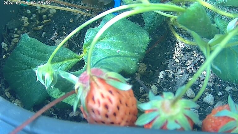 user10_20260329_100007_99b44d_pred