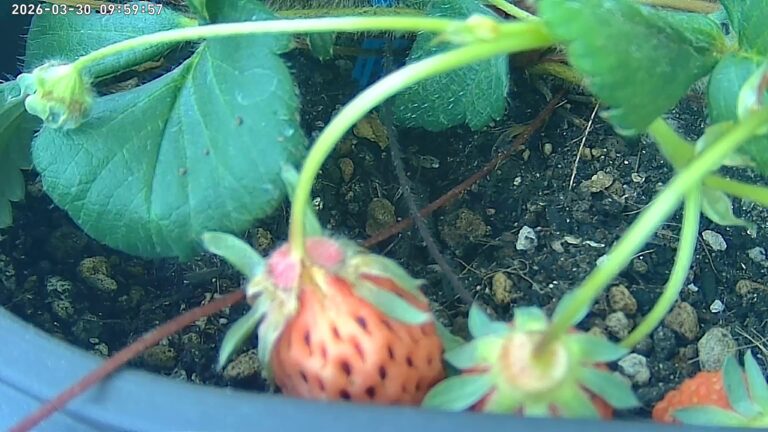 user10_20260330_100005_231466_pred