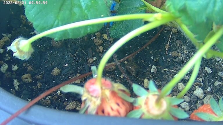 user10_20260331_100006_4a2c15_pred