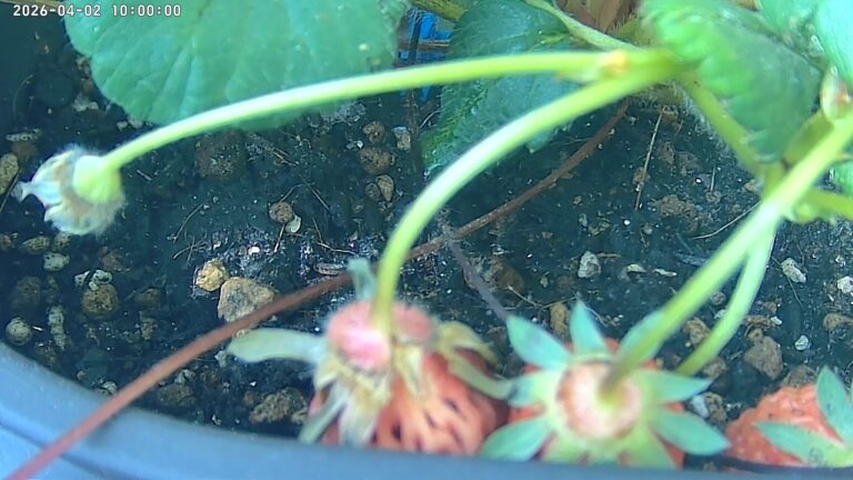 user10_20260402_100007_25a849_pred