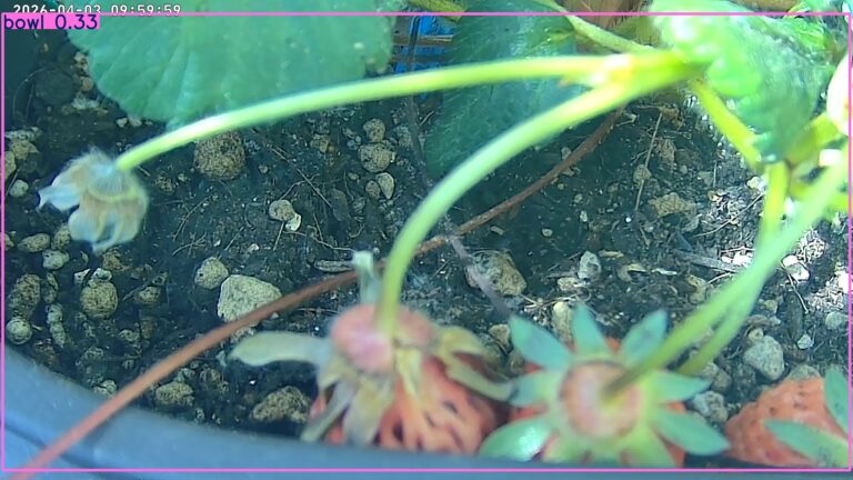 user10_20260403_100007_47a013_pred