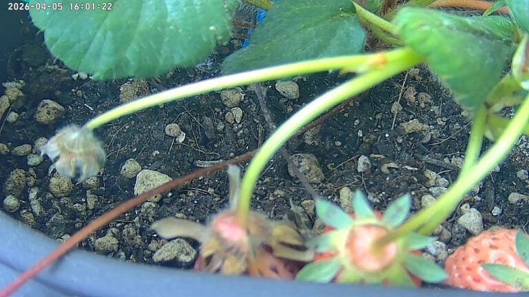 user10_20260405_160136_382a7a_pred