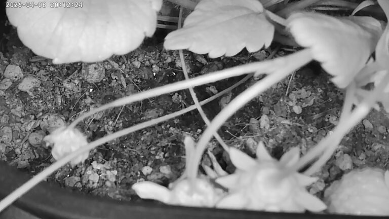 user10_20260408_201229_789bcf_pred