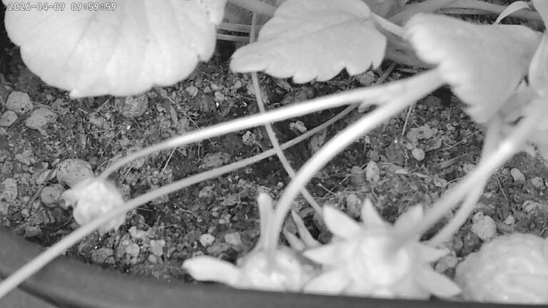 user10_20260409_100005_2b4150_pred