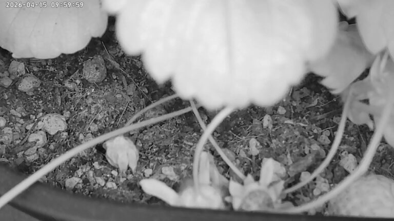 user10_20260415_100007_864910_pred