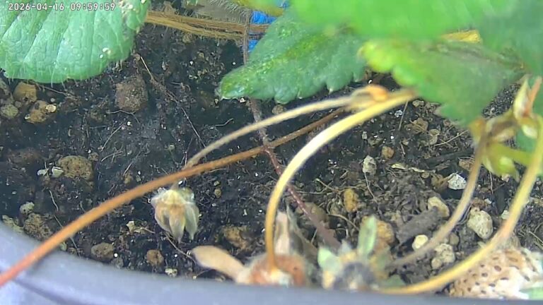 user10_20260416_100007_a3050c_pred