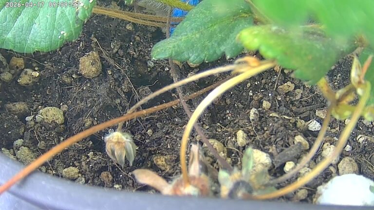 user10_20260417_100006_1a3be1_pred