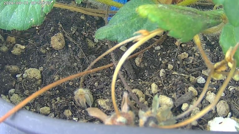 user10_20260419_100005_7d17bf_pred