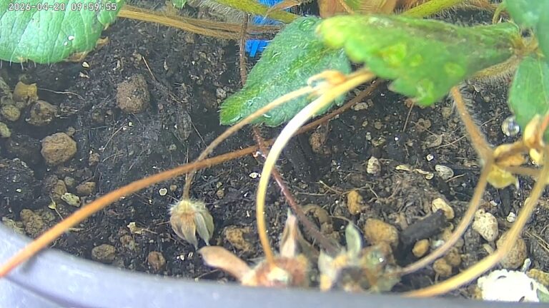 user10_20260420_100006_c71fa5_pred