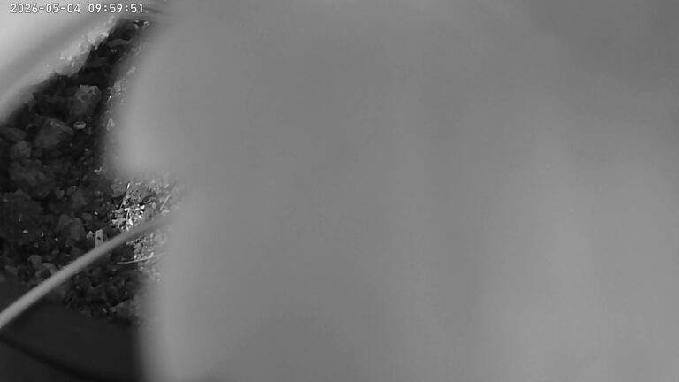 user10_20260504_100006_978a60_pred