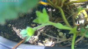 user10_20260515_100005_77455d_pred