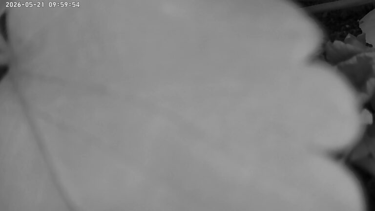user10_20260521_100006_072793_pred