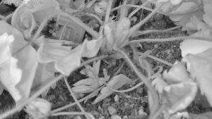 user10_20260607_100006_e74f57_pred