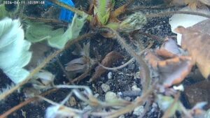 user10_20260611_110006_0dcade_pred