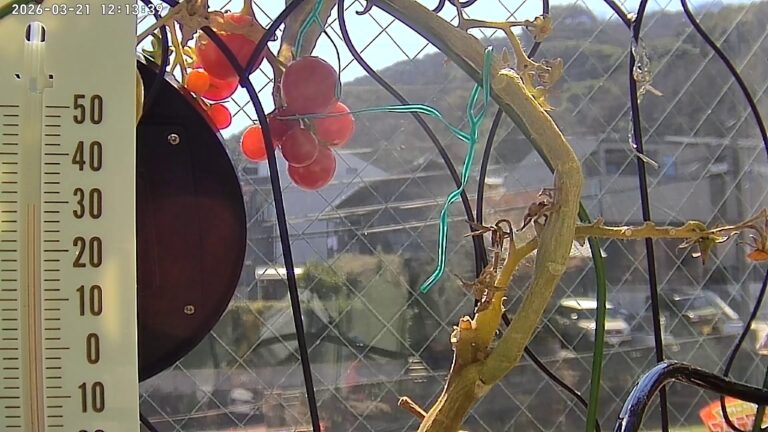 user11_20260321_121343_c5cc0e_pred