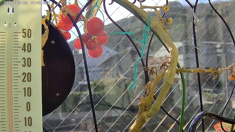 user11_20260323_100005_464431_pred