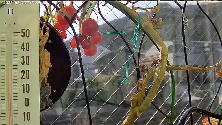 user11_20260324_100006_e9b141_pred