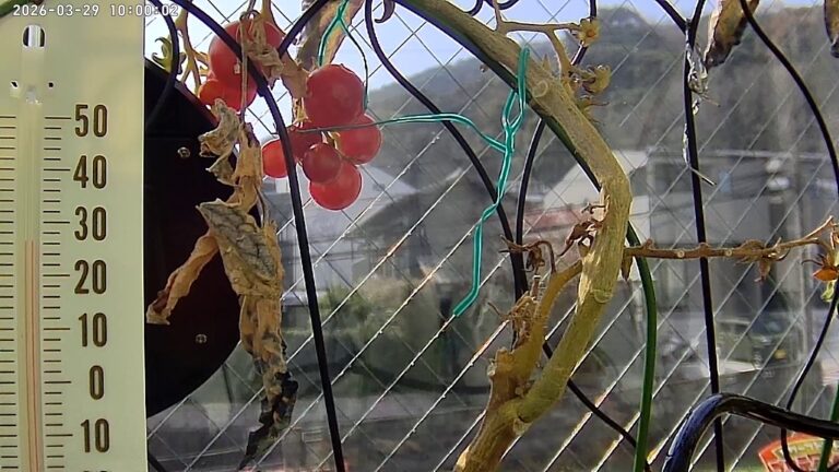 user11_20260329_100006_9bda68_pred