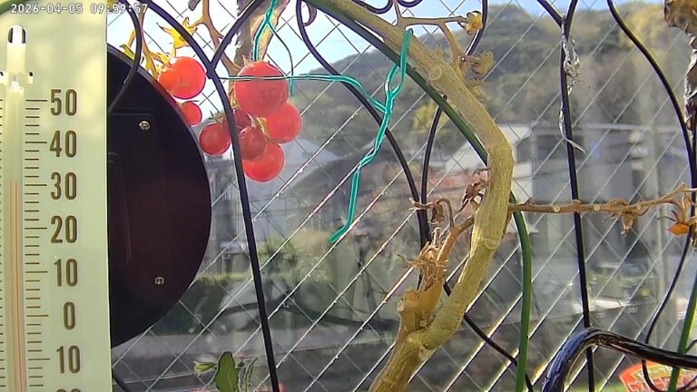 user11_20260405_100006_451ed6_pred