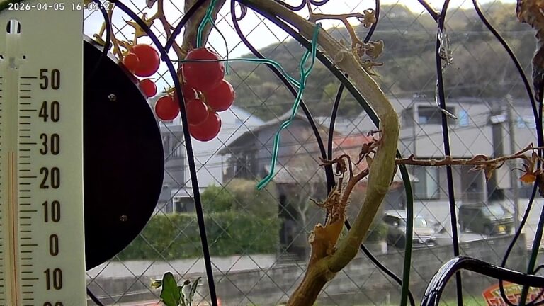 user11_20260405_160436_35addc_pred