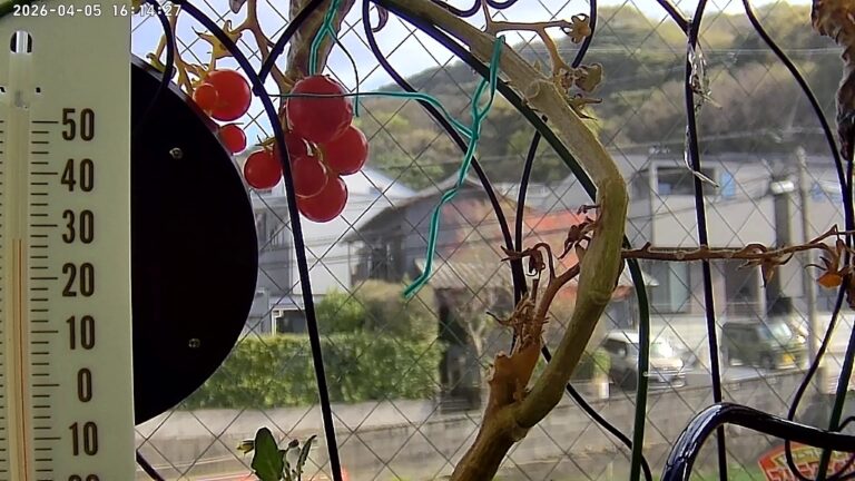 user11_20260405_161435_0e6993_pred