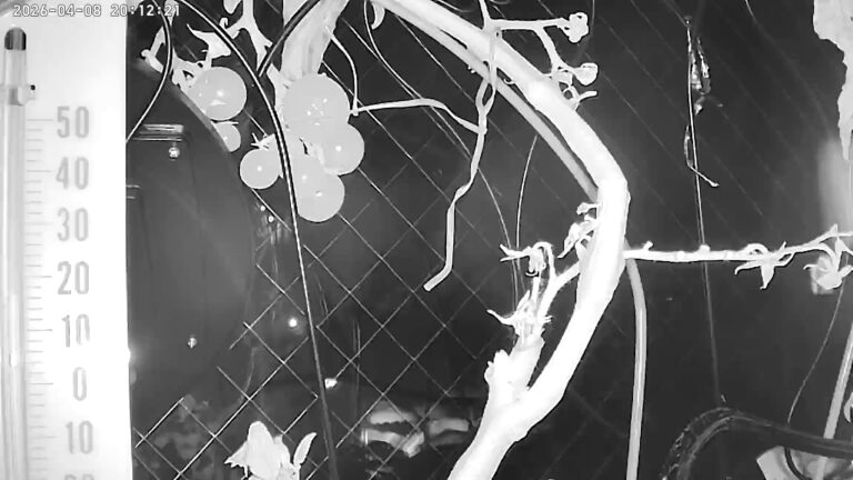 user11_20260408_201231_f1af09_pred