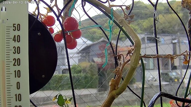 user11_20260413_100006_41a252_pred