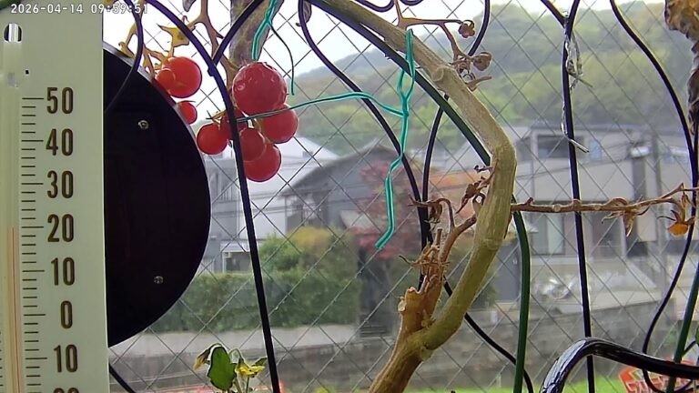 user11_20260414_100005_f48c6b_pred