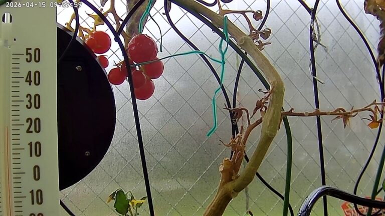 user11_20260415_100006_1c6950_pred