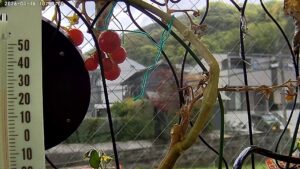 user11_20260416_100006_f16c6f_pred