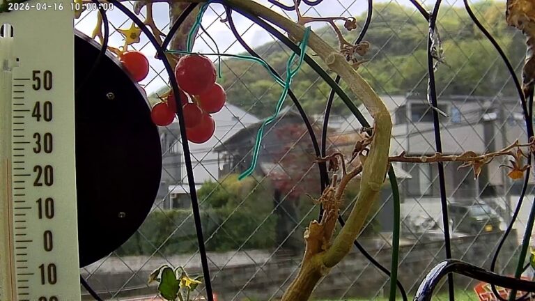 user11_20260416_100006_f16c6f_pred