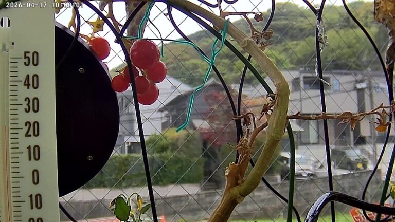 user11_20260417_100006_cd2fcd_pred