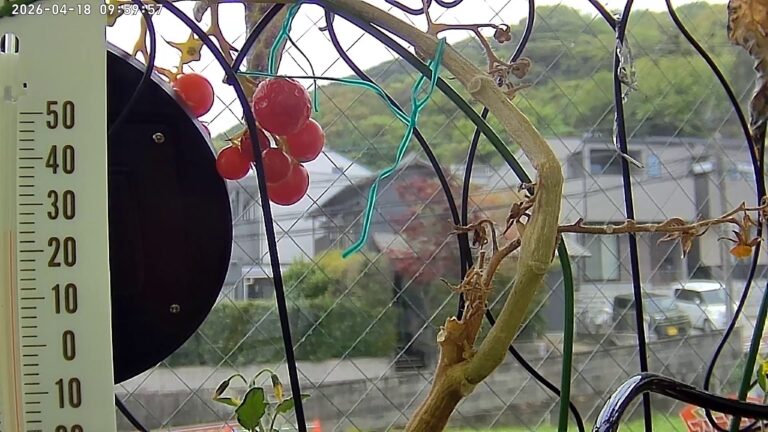 user11_20260418_100006_a2cf17_pred