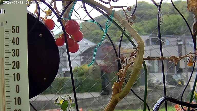 user11_20260419_100005_6f7fa4_pred