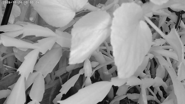 user11_20261024_100014_fb78c7_pred