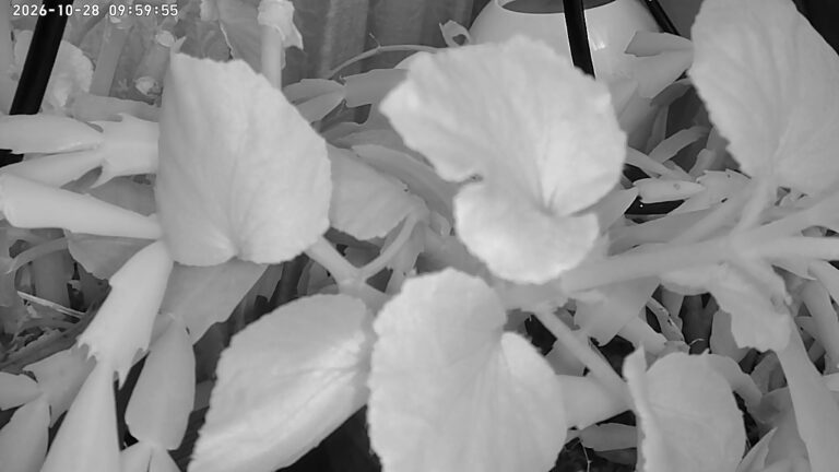 user11_20261028_100006_68c727_pred
